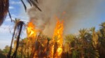 Wildfires destroy palm plantations in Sudan’s Northern State